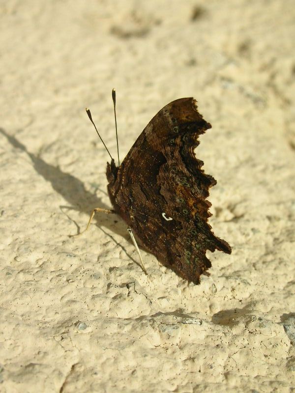 Polygonia c-album